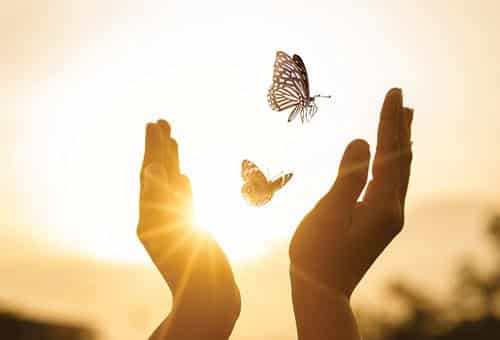 Human hands release butterflies in the sunset